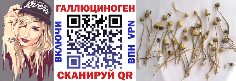 OMG зеркало  Кириллов  darknet Telegram  Галлюциногенные грибы Psilocybe 